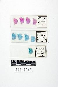 Media resource of Melanogaster macrocarpus