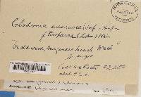 Cladonia squamosa var. subsquamosa image