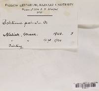 Boletus paluster image
