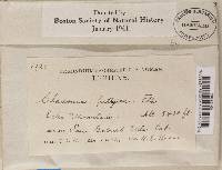 Cladonia ramulosa image