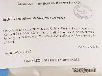 Media resource of Bacidia arnoldiana