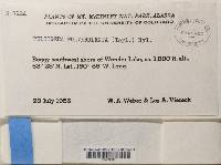 Peltigera pulverulenta image