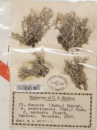 Cladonia scabriuscula image