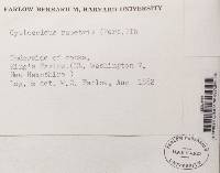 Racodium rupestre image