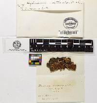 Hydnum laeticolor image