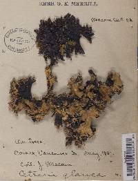 Platismatia glauca image