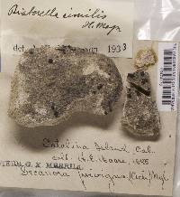 Sarcogyne similis image