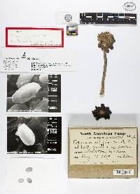 Coprinus calyptratus image