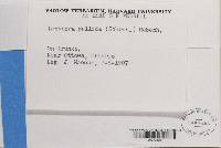 Thumbnail image of current specimen