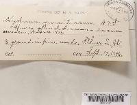 Hydnellum aurantiacum image