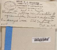 Cladonia ramulosa image