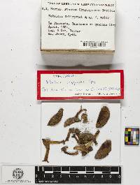 Thumbnail image of current specimen