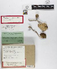 Media resource of Oudemansiella echinosperma