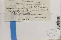 Trapeliopsis granulosa image