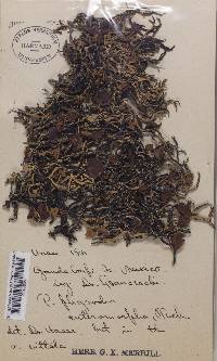 Image Associated With the Occurrence