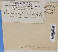 Lasallia papulosa image