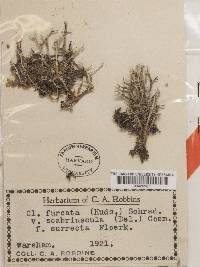 Cladonia scabriuscula image