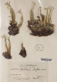 Image Associated With the Occurrence