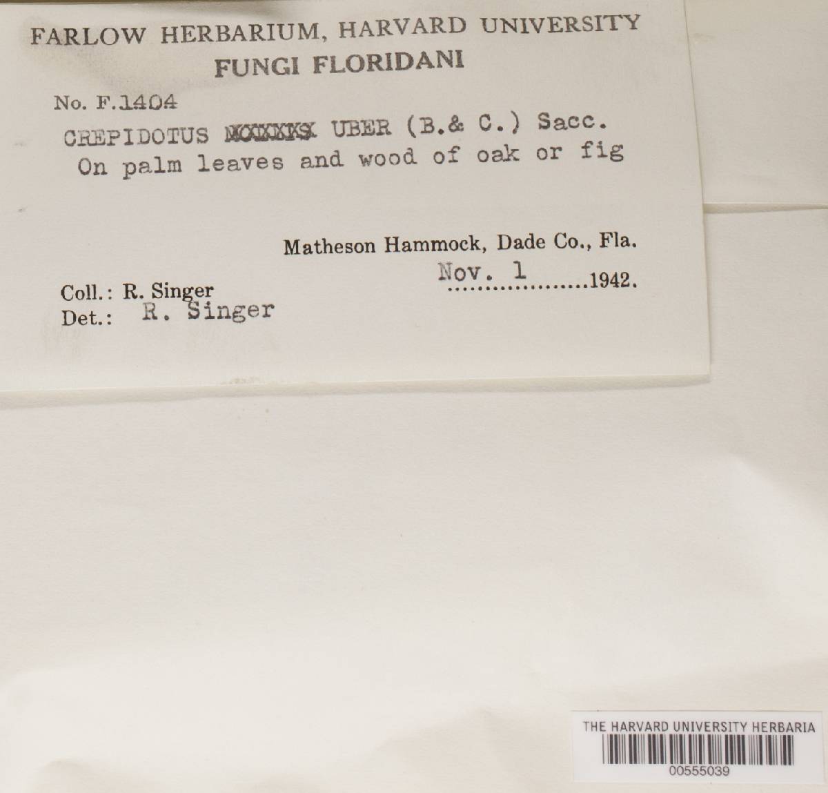 Crepidotus uber image