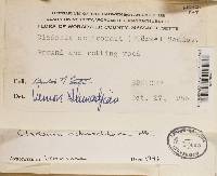 Leptogium cyanescens image