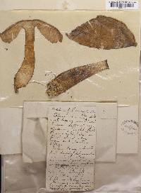 Tylopilus felleus image