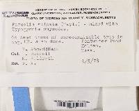 Parmelia saxatilis image