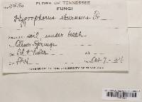 Hygrophorus eburneus image