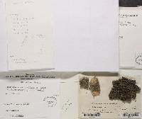 Bacidia microphyllina image