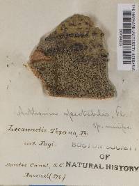 Thumbnail image of current specimen