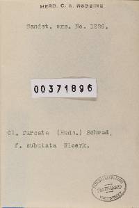 Ophioparma ventosa image