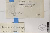 Sarcogyne similis image