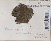 Hyperphyscia adglutinata image