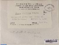 Thumbnail image of current specimen