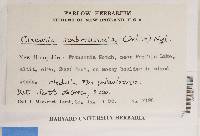 Cladonia scabriuscula image