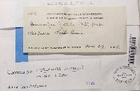 Coccocarpia erythroxyli image