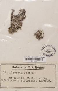 Cladonia pleurota image