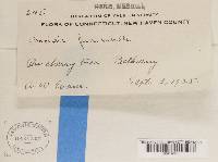 Media resource of Bacidia acerina