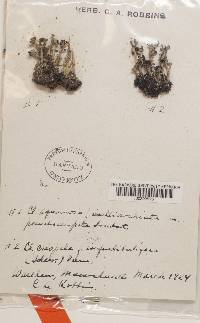 Image Associated With the Occurrence