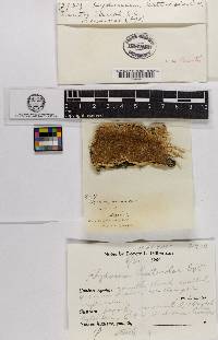 Hydnum laeticolor image