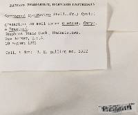 Gyroporus cyanescens image