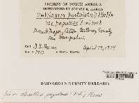 Lasallia papulosa image