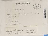 Image Associated With the Occurrence