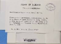 Umbilicaria hyperborea image