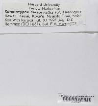 Media resource of Sarcoscypha mesocyatha