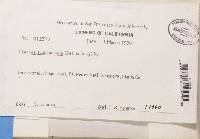 Cladonia scabriuscula image