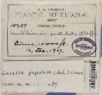 Lasallia papulosa image