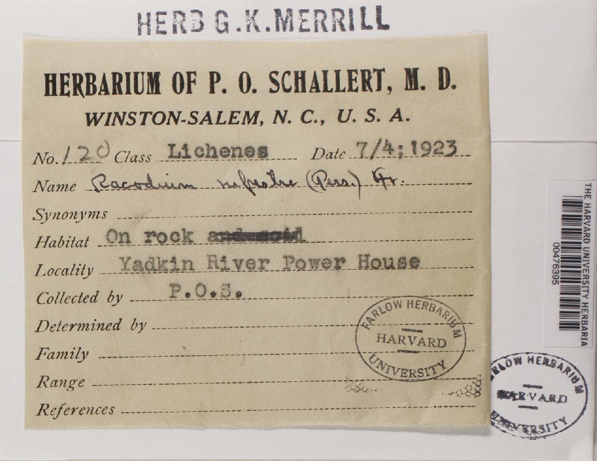 Racodium rupestre image