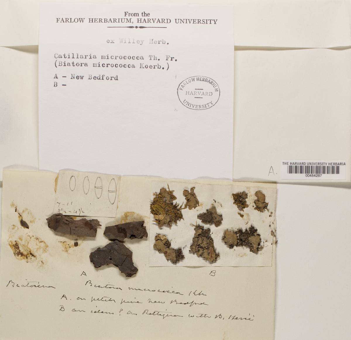 Micarea prasina image