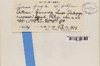 Cladonia grayi image