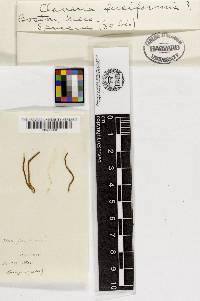 Clavulinopsis fusiformis image